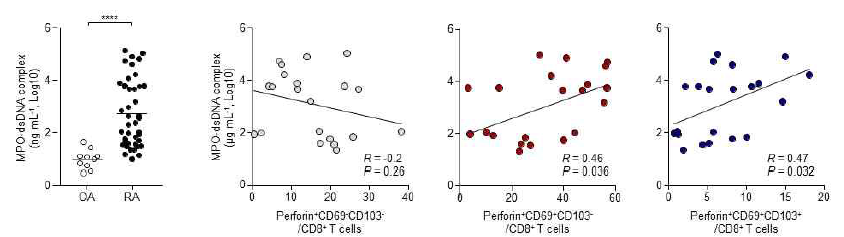 류마티스 관절염 관절액 내 MPO-dsNDA 수치와 perforin 발현 CD69+CD103+/-CD8 T세포와의 상관성 분석