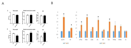 (A) Insulin clamp data. (B) 고지방식이 모델에서 glucose, fat metabolism 관련 유전자들의 gene expression 변화