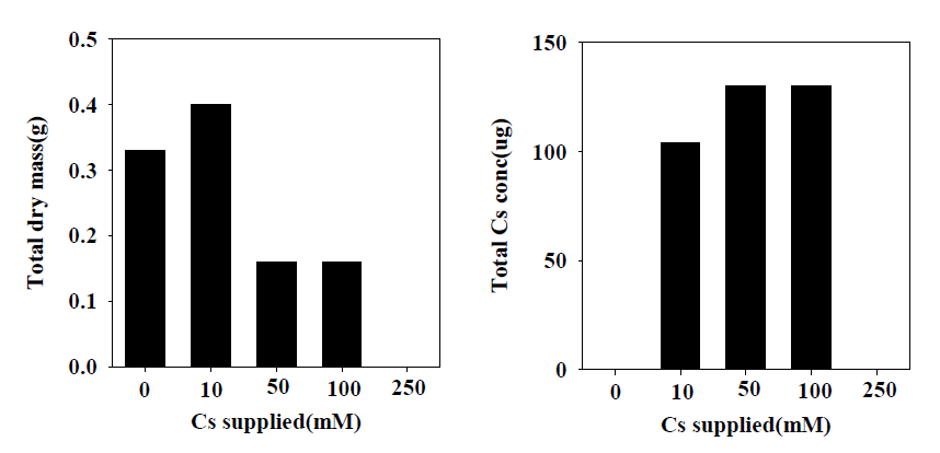 세슘의 농도별 공급에 따른 제염효율 비교