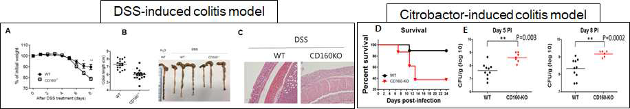 다양한 장내염증반응에서 CD160 수용체 역할규명