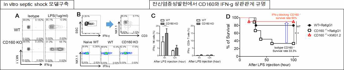 박테리아 염증모델에서 CD160 과 IFN-g간의 상관관계 규명