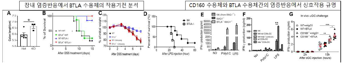 염증반응에서 BTLA 수용체 작용기전 분석 및 CD160 수용체와의 상호작용규명