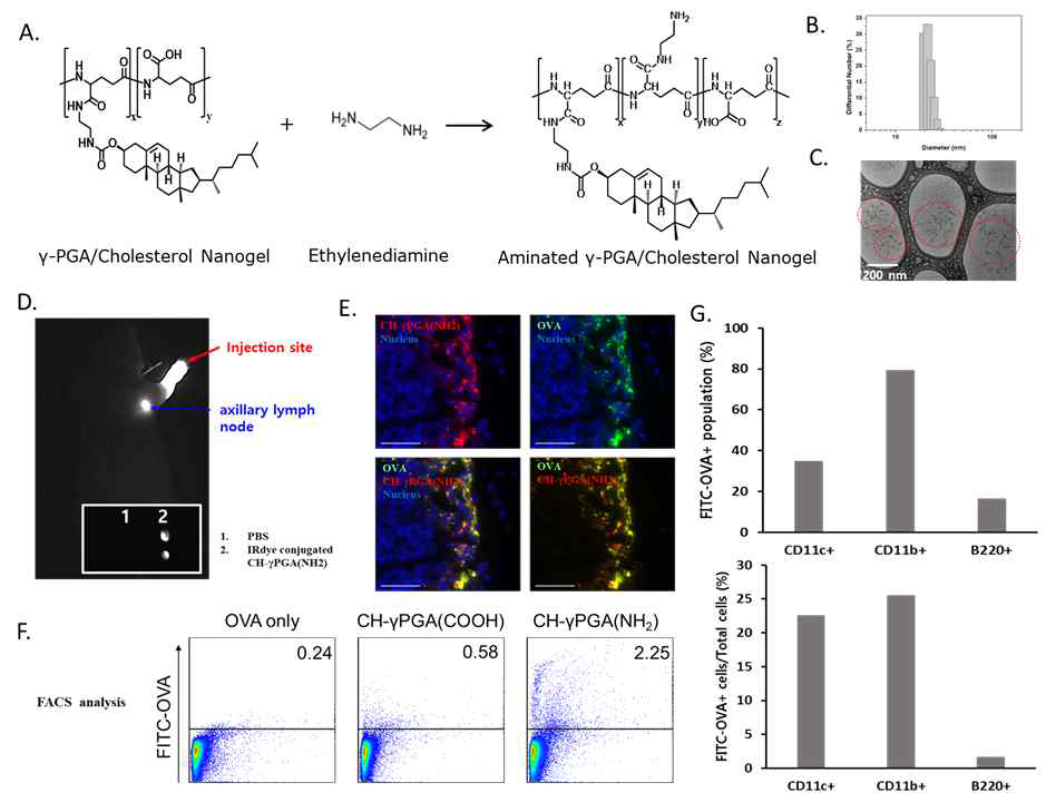 폴리감마글루탐산-콜레스테롤 아민 나노젤 제조 및 in vivo 면역세포 타겟 효율 평가