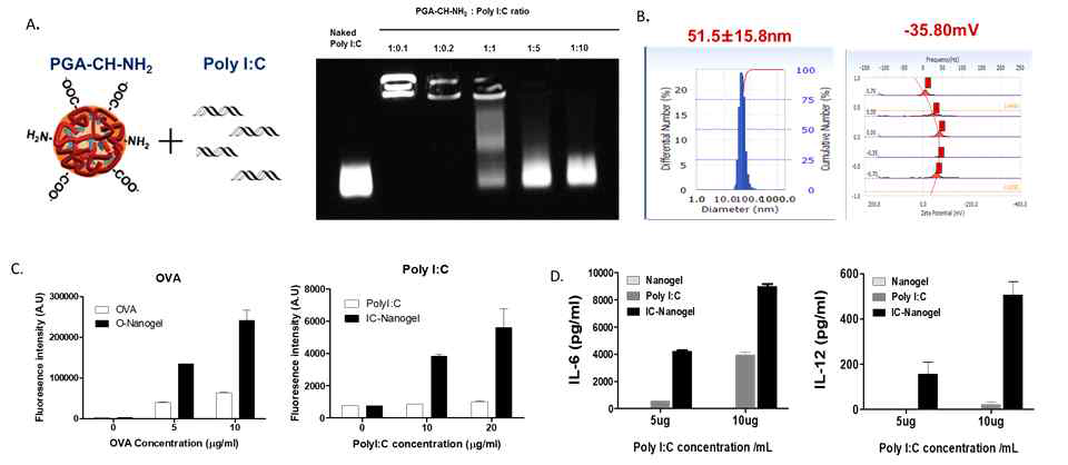 Poly I:C가 결합된 폴리감마글루탐산-콜레스테롤 기반 나노소재 제조 및 in vitro 면역세포 활성화 효율 평가