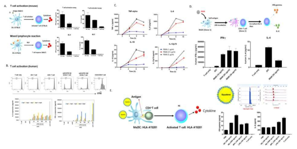 마우스 및 사람의 수지상세포 기반 T cell activation, polarization 분석법 구축 (A~D) 및 다기능성 나노소재의 사람 면역세포 활성 효능 평가 (E)