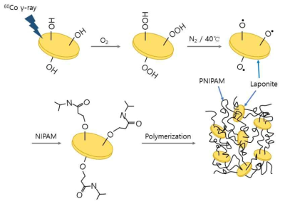 감마선 조사에 의해 개질된 라포나이트 표면으로부터 합성된 laponite-PNIPAM 하이드로겔 합성과정