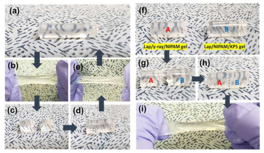 Laponite-PNIPAM 겔의 자가치유 과정: (a)-(e) Lap/γ-ray/NIPAM의 절단면의 자가치유 과정 및 (f)-(i) Lap/γ-ray/NIPAM와 Lap/NIPAM/KPS의 단면에서의 자가치유 과정