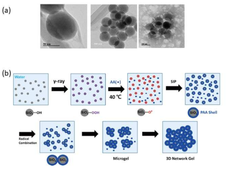 (a) Silica-poly(acrylic acid) 30분, 6시간, 12시간의 겔화 과정에 따른 TEM 이미지. (b) TEM 측정 결과로 예상되는 반응 메커니즘