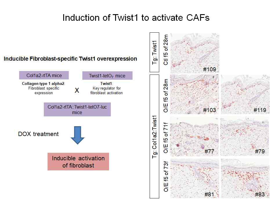 Dox에 의한 Twist1 섬유아세포 특이적 발현