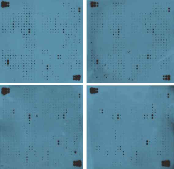 protein assay of #242CAF+/- (dox) - top, #29+/-(dox)-bottom