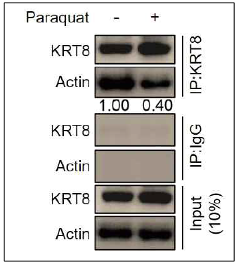 액틴 미세섬유와 케라틴8 중간섬유 단백질 간의 상호작용 관찰. 망막색소상피세포 (ARPE-19)에 400 μM의 파라쿼트를 처리한 후, 케라틴8 항체가 접합된 자성비드를 이용하여 케라틴8과 케라틴8에 결합한 단백질을 침강함. 웨스턴 블롯 방법을 통해 케라틴8과 함께 침강된 액틴 미세섬유 단백질의 양 확인