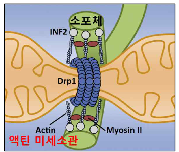 액틴 미세소관을 매개로 하여 소포체에 의해 일어나는 미토콘드리아 분열과정