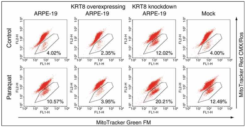 케라틴8 발현량에 따른 미토콘드리아 막전위 변화 관찰. 케라틴8의 발현량을 조절한 망막색소상피세포에 400 μM의 파라쿼트를 처리한 후 24시간 뒤, 미토콘드리아 염색시약인 Mitotracker Green과 Red를 이용하여 유세포분석기로 미토콘드리아 막전위 확인. 그래프 내 숫자는 손상된 미토콘드리아(막전위가 낮은)를 포함하는 세포의 비율을 나타냄