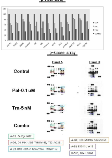 Identification of novel therapeutic mechanism for combination of palbociclib and trametinib in HNCs. HNC cells were treated with palbociclib and/or trametinib for 48~72 h, then cytosolic proteins were extracted and assayed using p-RTK or p-kinase array kit following manufacture’s instruction