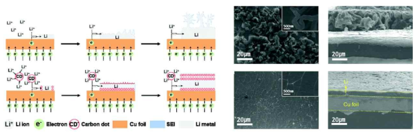 전해액 내 카본나노닷 유무에 따른 리튬 전착 형상 모식도와 SEM 이미지 (위: 카본나노닷 무, 아래: 카본나노닷 유)