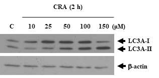 CRA에 의한 autophagy 마커의 증가