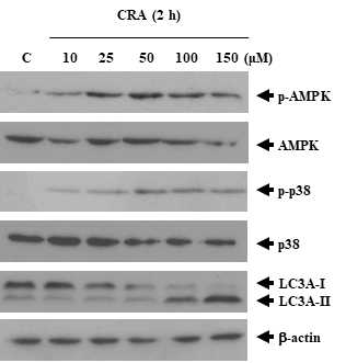 CRA에 의해 유도되는 autophagy에 관계되는 세포 신호전달 경로