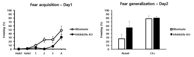 공포조건화 실험에서 ErbB4 KO 생쥐 모델이 대조군보다 적은 수준의 freezing을 보였으나 24시간 후에 novel cue에서 반응하여 공포반응을 보이는 공포 일반화 현상이 대조군보다 더 많이 나타남