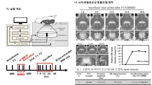 뇌미세혈관손상 동물모델 제작