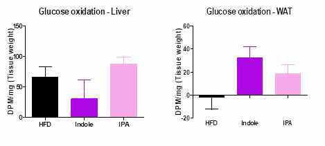 경구투여한 마우스의 간, 지방조직에서 14C-glucose 산화능