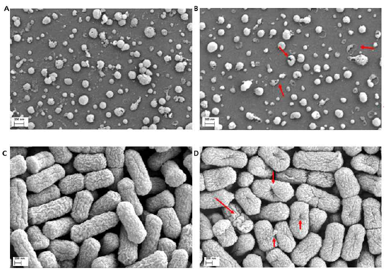 전자현미경 관찰 결과; A, B: 뉴캐슬병 바이러스에 소독제 적용 후 사진, C, D: 조류 병원성 대장균에 소독제 적용 후 사진