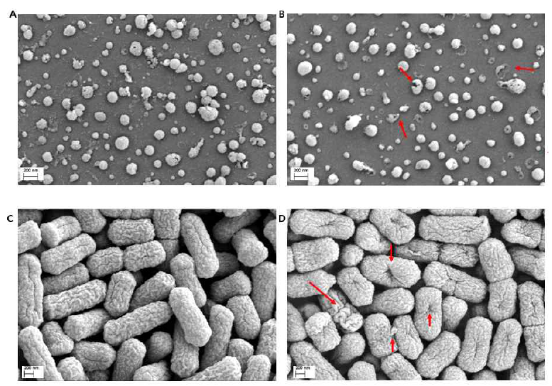 전자현미경 관찰 결과; A, B: 뉴캐슬병 바이러스에 소독제 적용 후 사진, C, D: 조류 병원성 대장균에 소독제 적용 후 사진