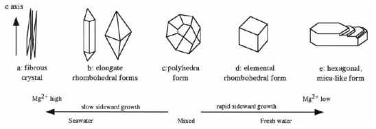 방해석의 형태와 염분과의 관계