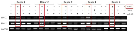 Inflammatory stimuli 처리 전, 후 줄기세포의 PD-L1, PD-L2 유전자 발현 변화
