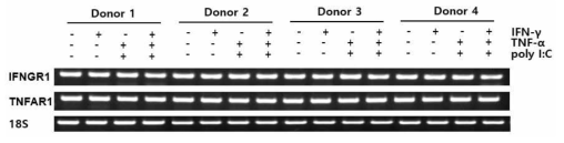 줄기세포에서 IFN-γ 수용체와 TNF-α 수용체의 발현 정도