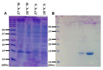 SDS-PAGE를 통해 확인한 SpPadR 단백질의 발현 및 정제 결과