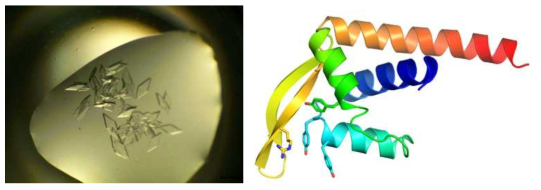 SpPadR 단백질 결정과 단백질 구조 모델