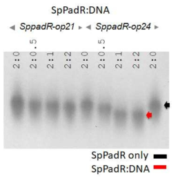 SpPadR과 dsDNA와의 결합