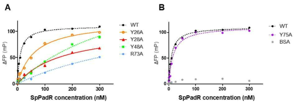 돌연변이 실험을 통한 SpPadR 단백질의 주요 아미노산 잔기 확인