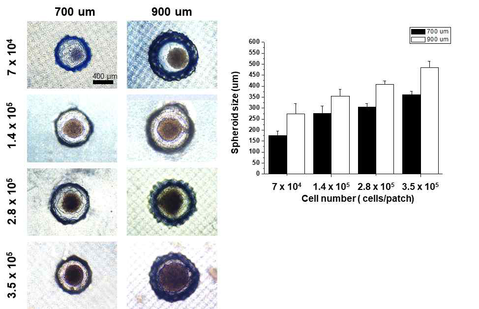 세포 접종 및 담지된 세포의 spheroid형성 현미경 사진 및 세포 spheroid 크기
