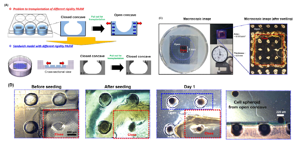 기계적 물성을 이용한 Open/close 패치 제조. (A) Sandwich 수화젤의 제조 모식도와 (B) sandwich 하이드로젤의 연성 평가 (C) open/close구조를 가지는 sandwich 패치의 외형 사진 (D) open/close가 포함된 패치의 세포 이식 및 open구조에서의 cell spheroid 방출 모습