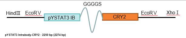 pYSTAT3 IB시스템 구조
