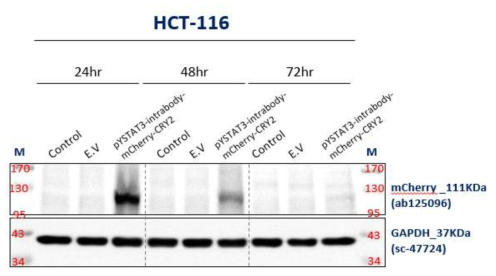 대장암세포주 HCT-116세포에 transfection된 pYSTAT3 IB의 발현