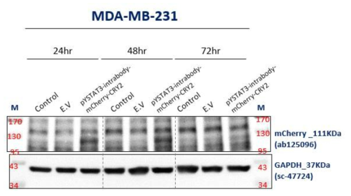 유방암세포주 MDA-MB-231세포에 transfection된 pYSTAT3 IB의 발현