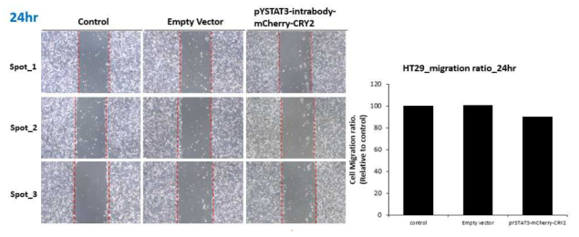 대장암세포주 HT-29세포에서 transfection된 Exo-pYSTAT3 IB에 의한 cell migration의 변화