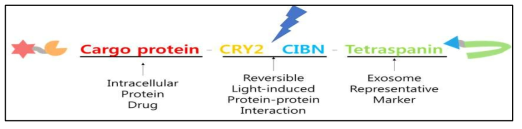 푸른빛에 의해 유도되는 단백질 결합모듈