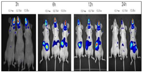ICG-incorporated 엑소솜 개발을 통한 엑소솜의 생체 분포 분석 검증