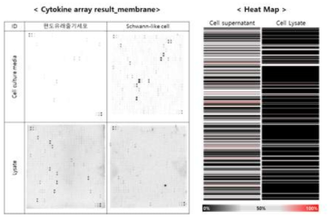 Cytokine arreay 결과(좌), 분석 Heat map(우)