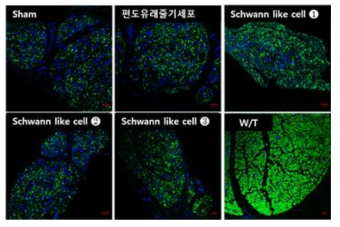 MBP(Myelin Basic Protein) expression of Sciatic nerve on C22 mouse