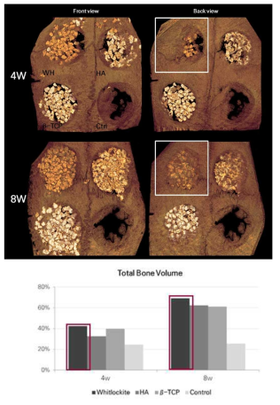 골이식재의 micro CT 검증 (상) 영상 이미지 및 (하) 경조직 면적비 (이식 4주/8주 후)