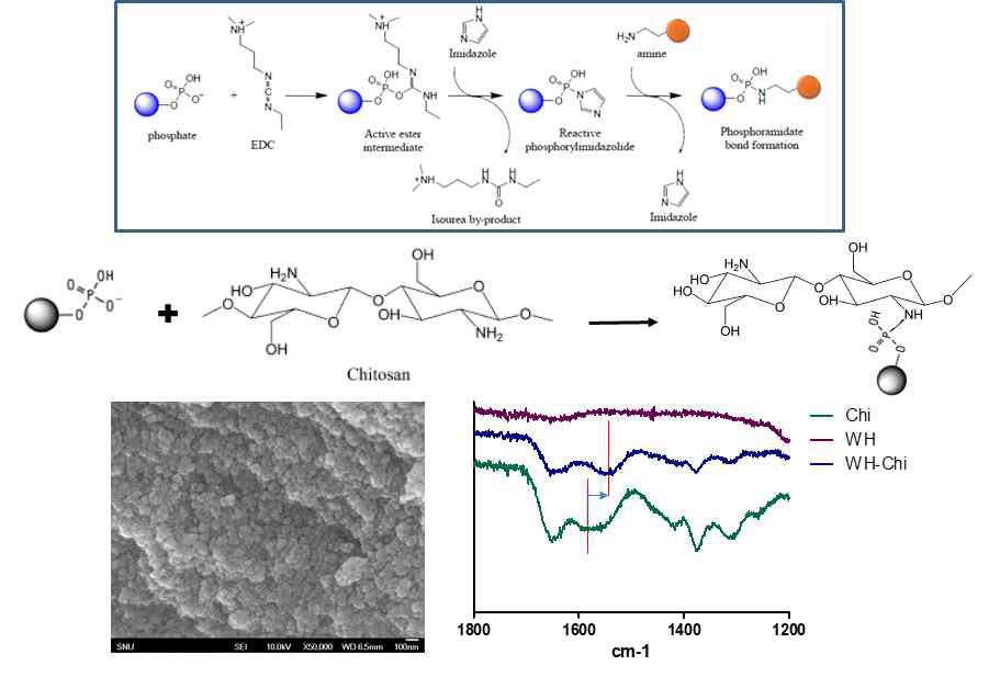 휘트로카이트와 키토산의 EDC/imidazole 결합 모식도 (상단), 결합물의 SEM 이미지 (하단 좌), FTIR을 통한 아민기의 변화 관찰 (하단 우)
