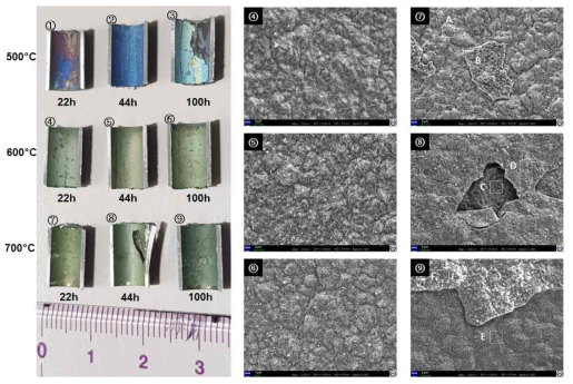 Cr-배리어 HT9 시편의 산화시험 결과와 600 ℃ 및 700 ℃ (위)22h, (중간)44h, (아래)100h 노출 시편의 표면 사진