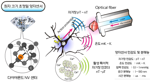 다이아몬드 NV 센터 기반 양자센서(왼쪽). 신경활성에 따른 미세한 자기장, 온도, 뇌압변화를 측정할 수 있음(오른쪽)