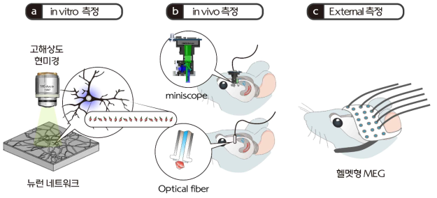 다양한 형태의 양자센싱 기술 활용 예. (a) 현미경 기반 in vitro 광학 측정. (b) miniscope, 광섬유 기반 in vivo 측정. (c) 헬멧형 MEG를 이용한 외부 측정