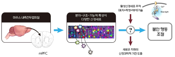 새로 개발될 활성신경세포 추적기술을 활용하여 내측전두엽피질 신경세포에 의한 불안 행동 조절 기전을 새로이 규명하고자 함