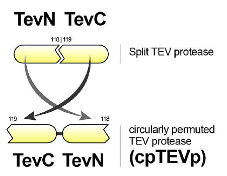 Circularly permutated TEV protease의 구성